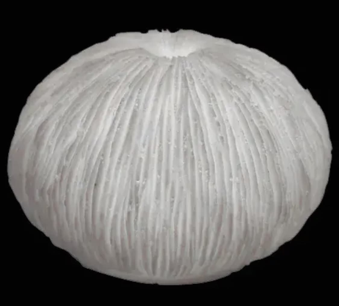 Coral Sea Shell Accent Light - Battery Operated with Timer