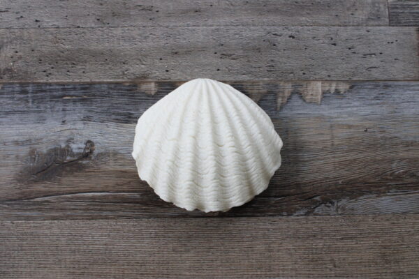 Clam Shell Accent Light - Battery Operated with Timer