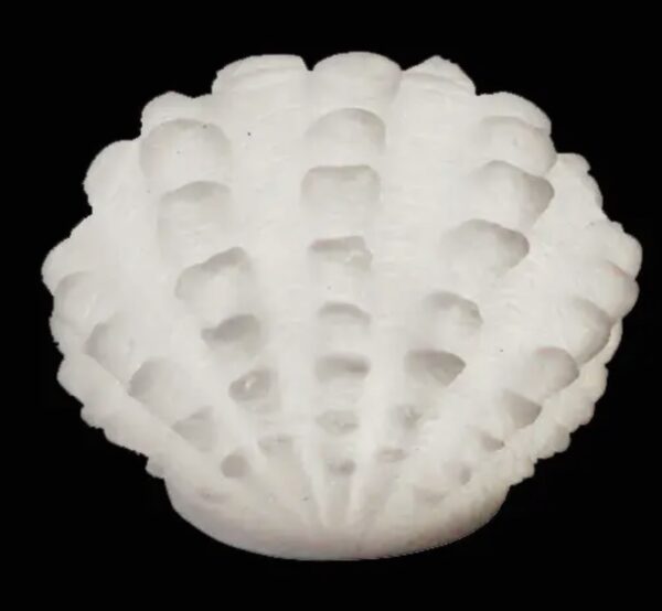 Maxima Clam Shell Accent Light– Bty Operated